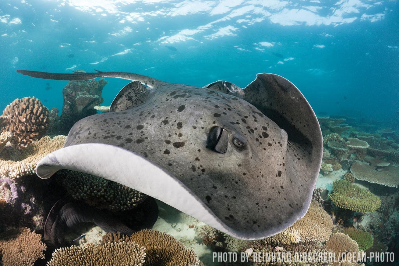 round ribbontail ray maldvies