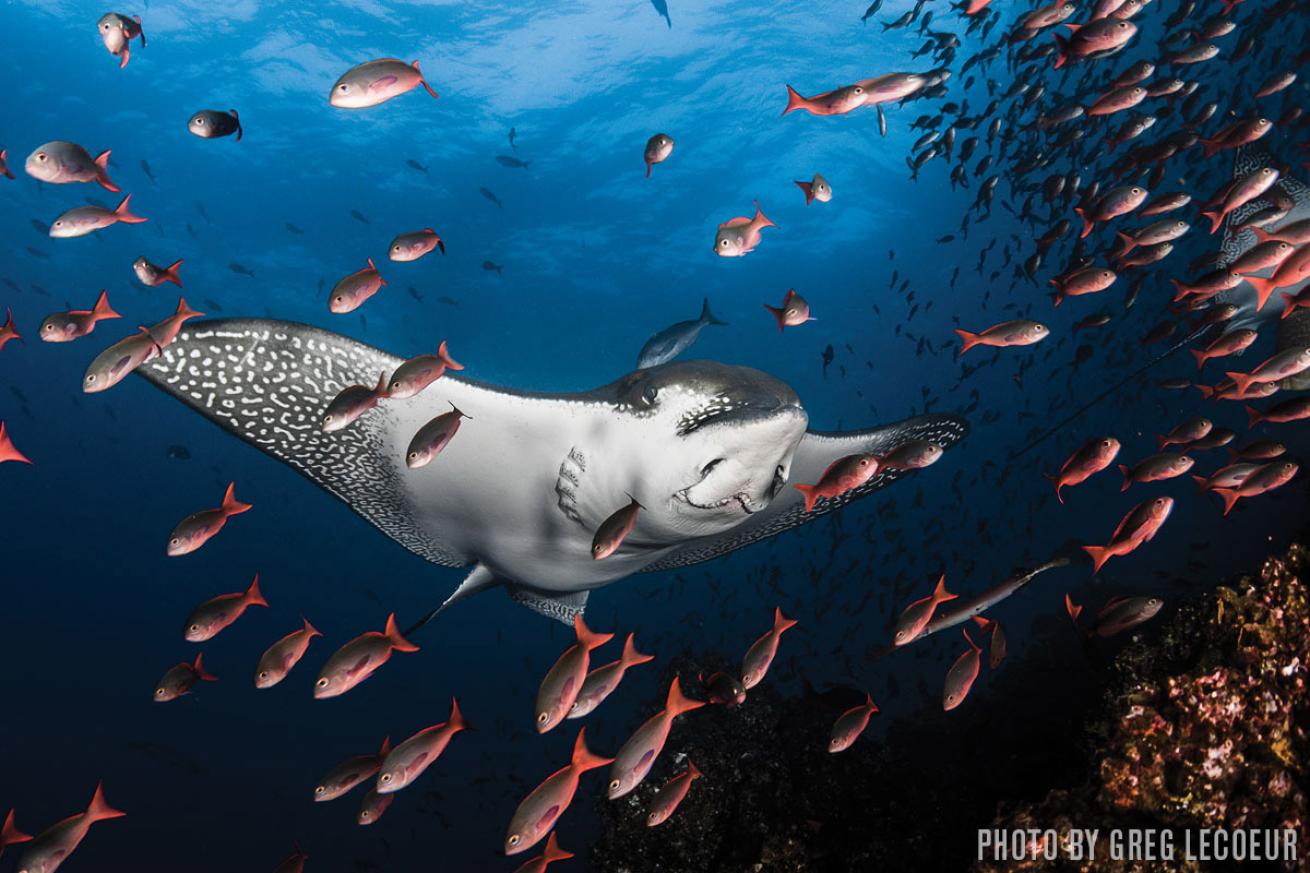 eagle ray galapagos islands