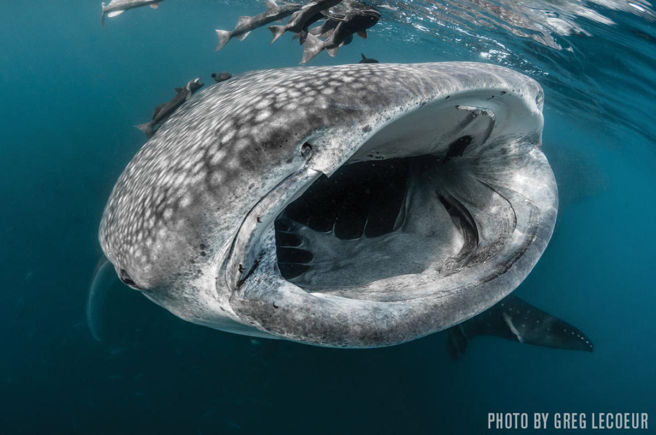 whale shark mexico