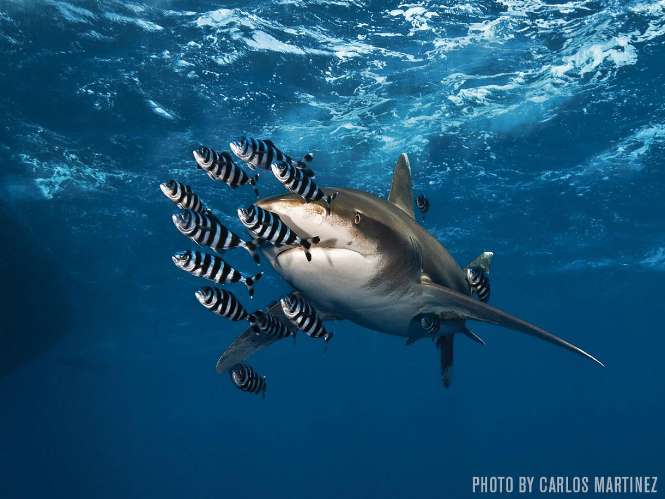 oceanic whitetip shark