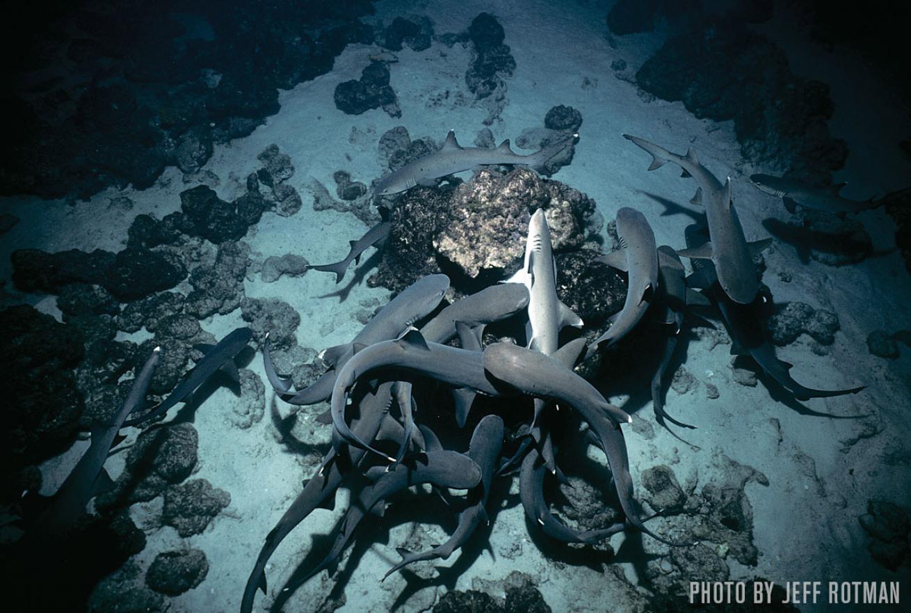 sharks cocos island