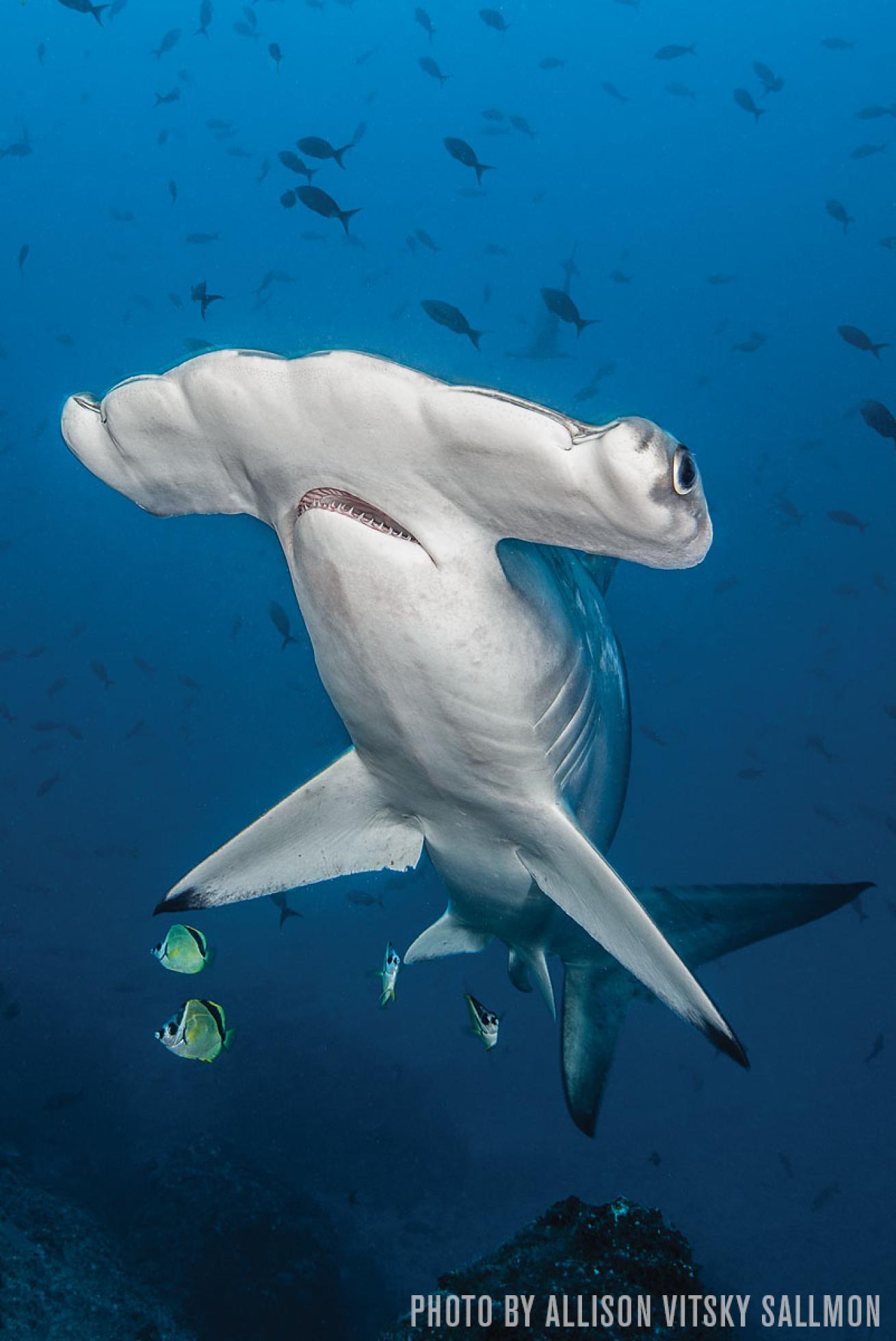 hammerhead shark cocos