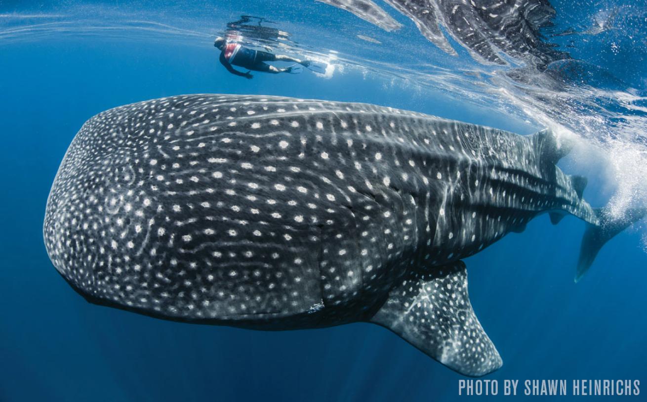 whale shark isla mujeres