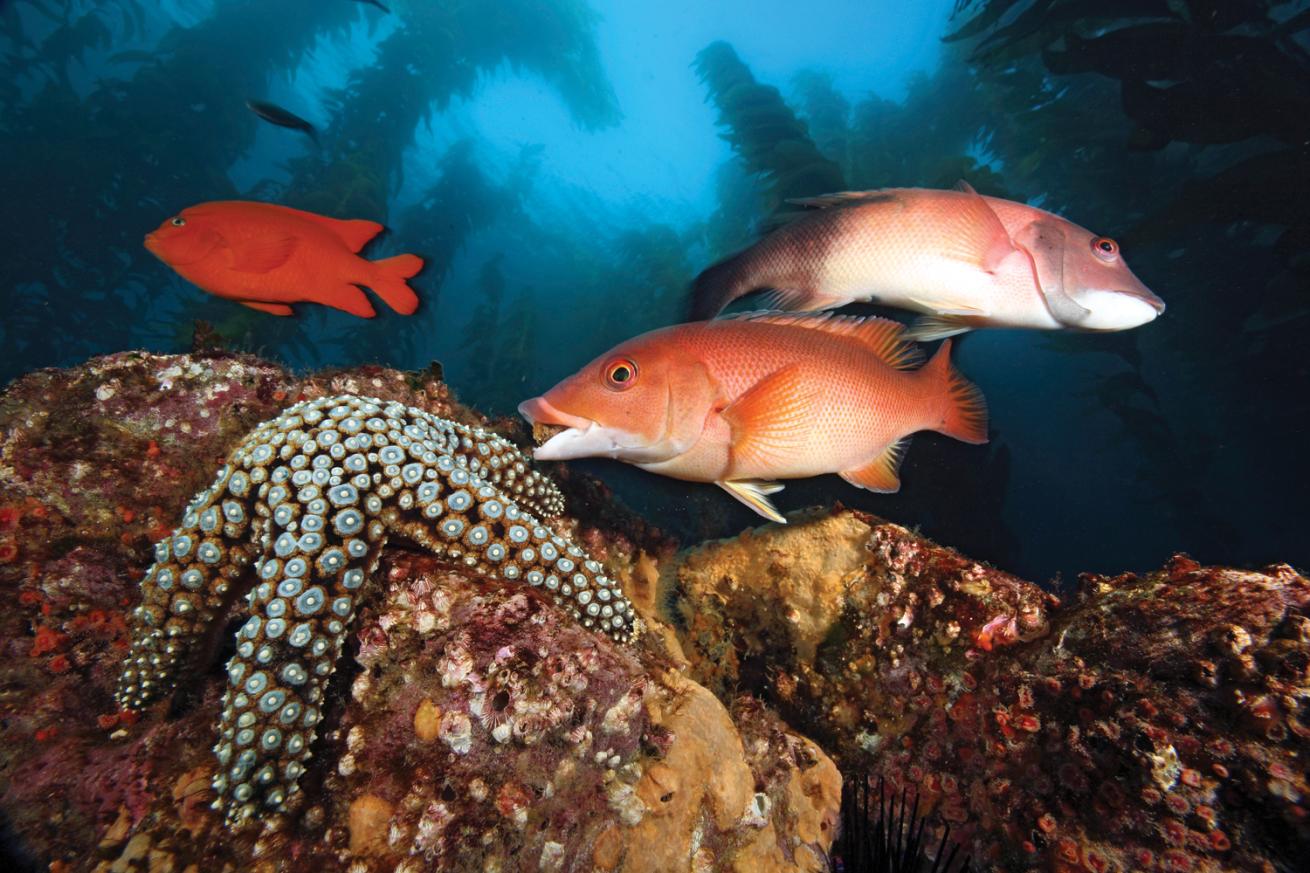 Channel Islands