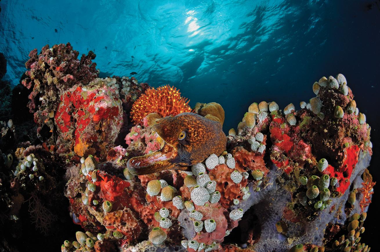 Maldives
