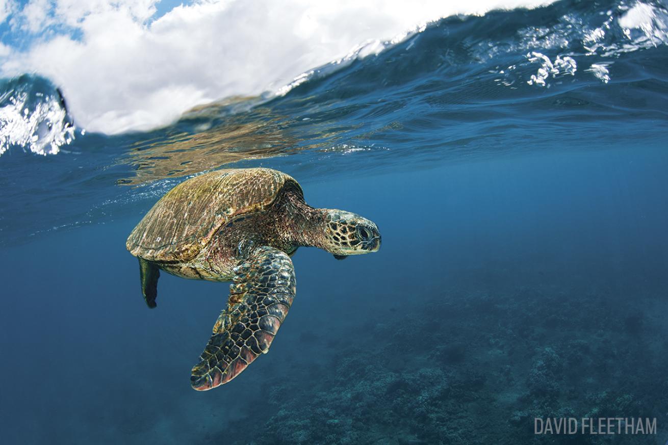 green sea turtle hawaii