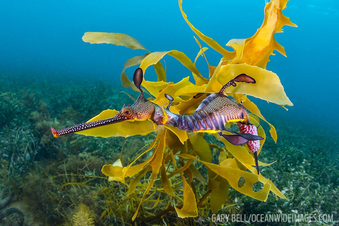 leafy seadragon australia