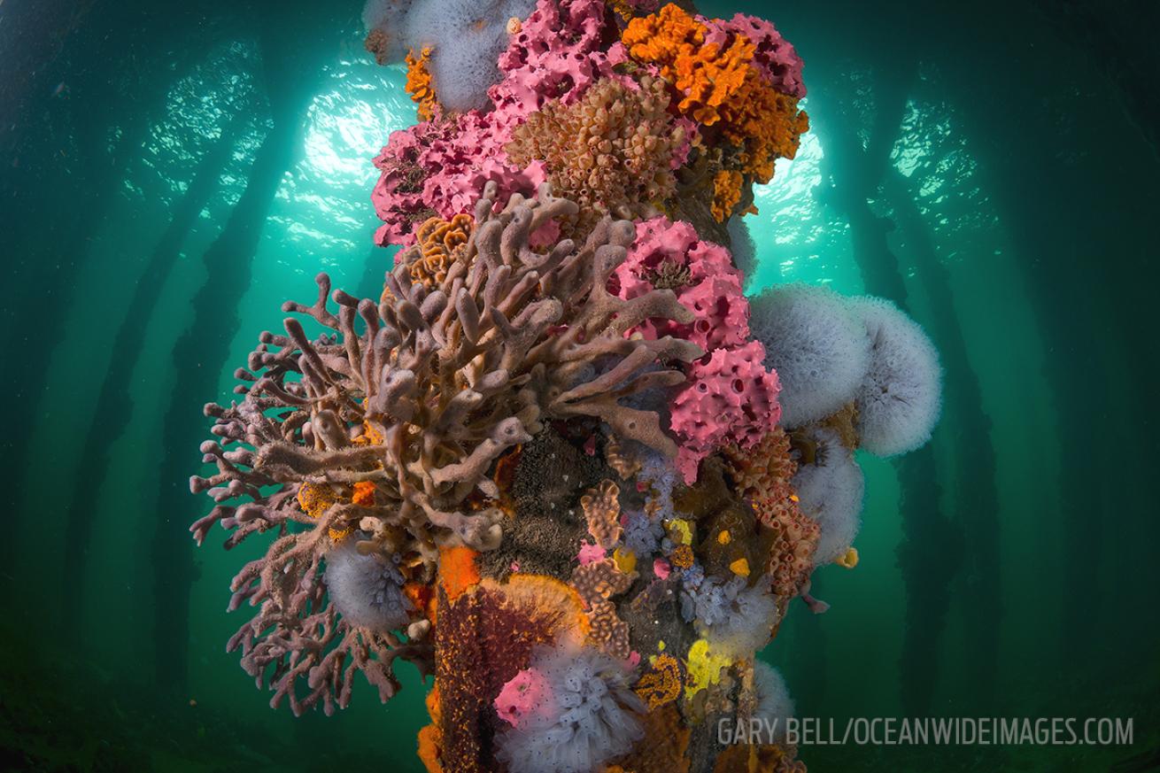 scuba diving piers