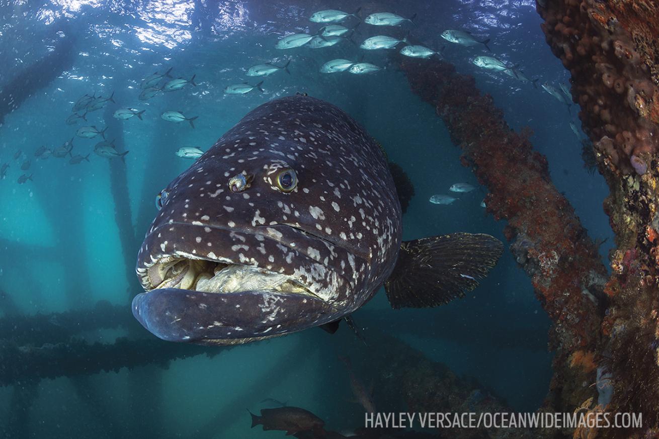 A giant grouper — known as Queensland groper locally — at the Navy Pier