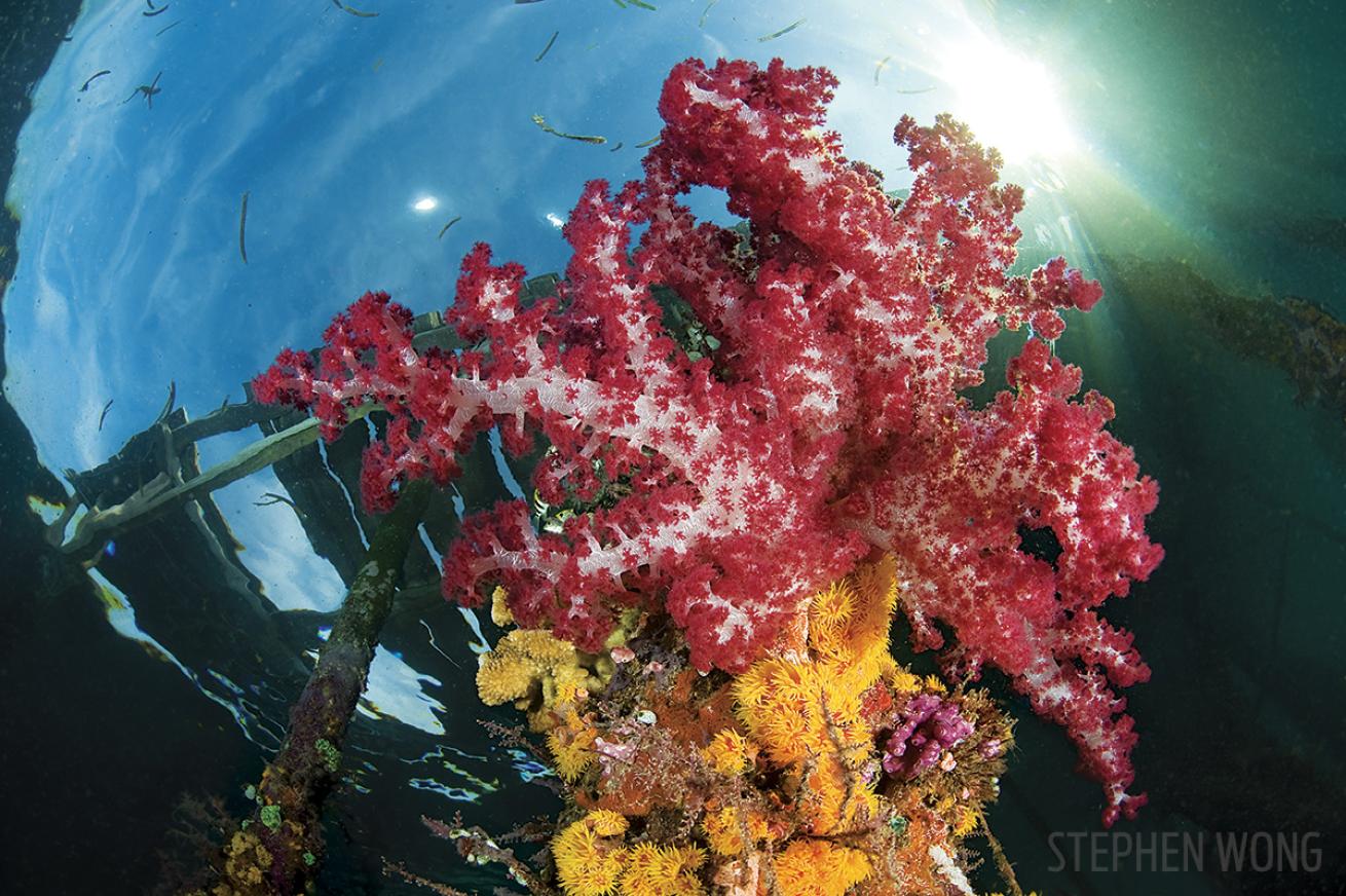 Arborek Jetty Indonesia