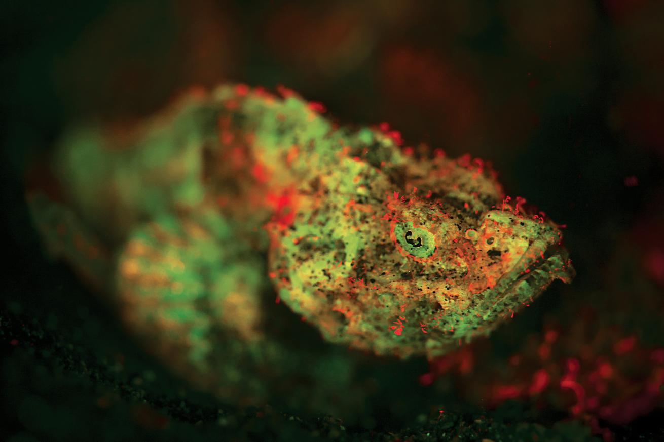devil scorpionfish