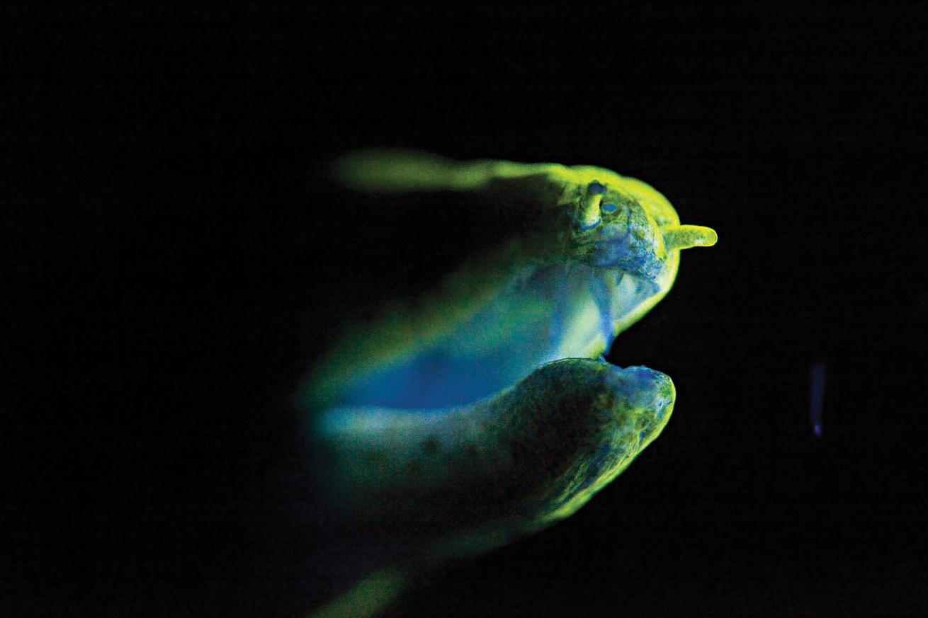 green moray eel