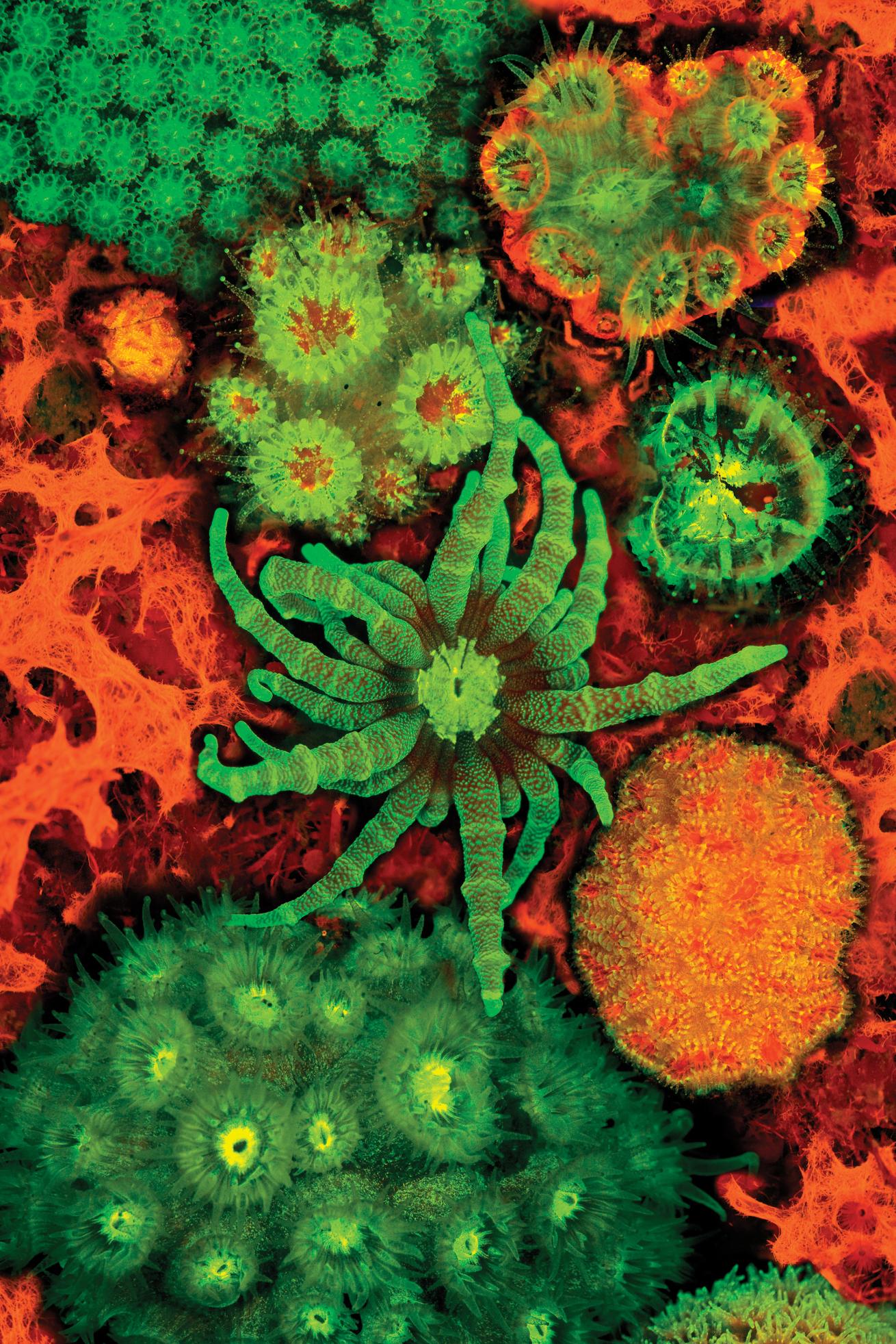 collage of corals with an anemone