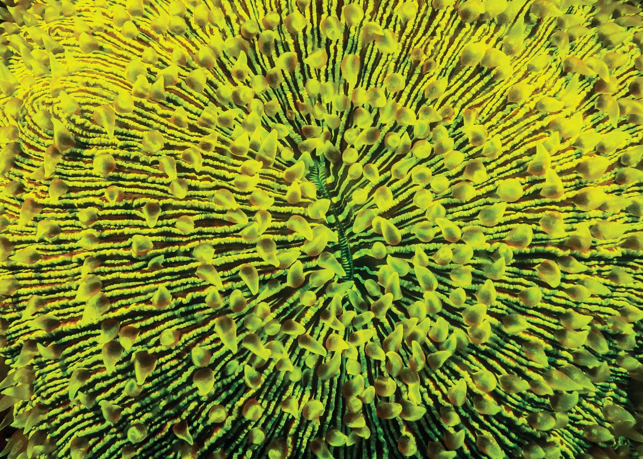 mushroom coral