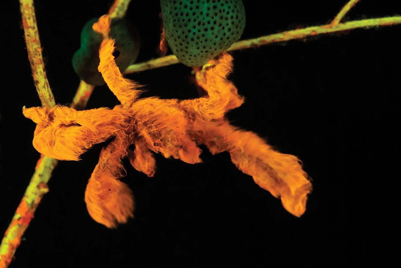 orangutan crab (Achaeus japonicus)