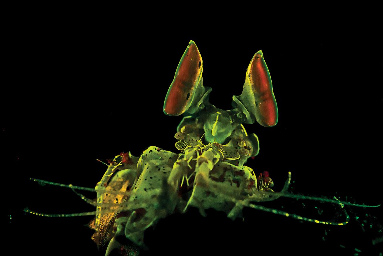 mantis shrimp