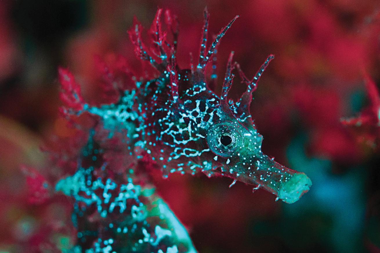 Seahorse on Fire