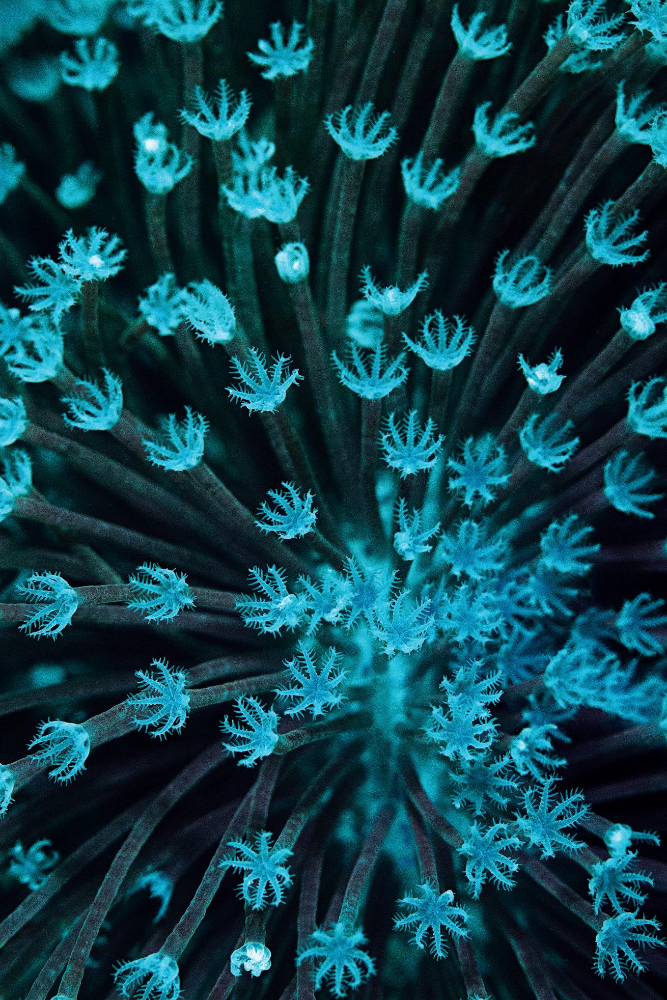 long polyp leather coral