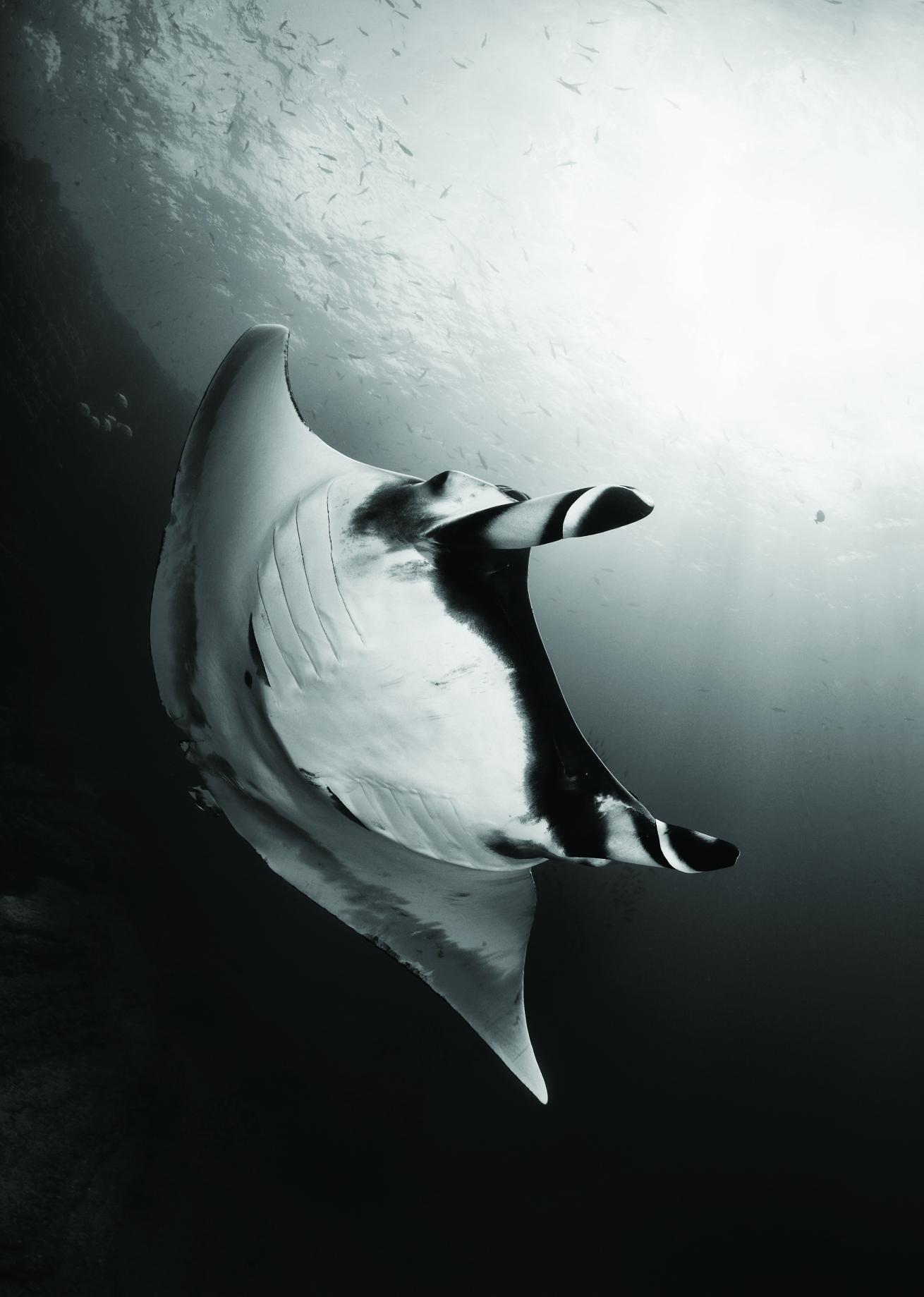 Gian pacific manta