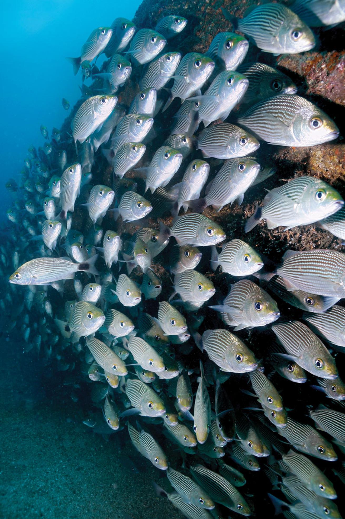large school of fish