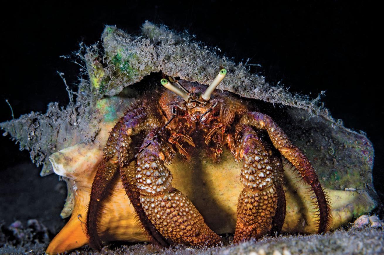 hermit crabs in Utila at night