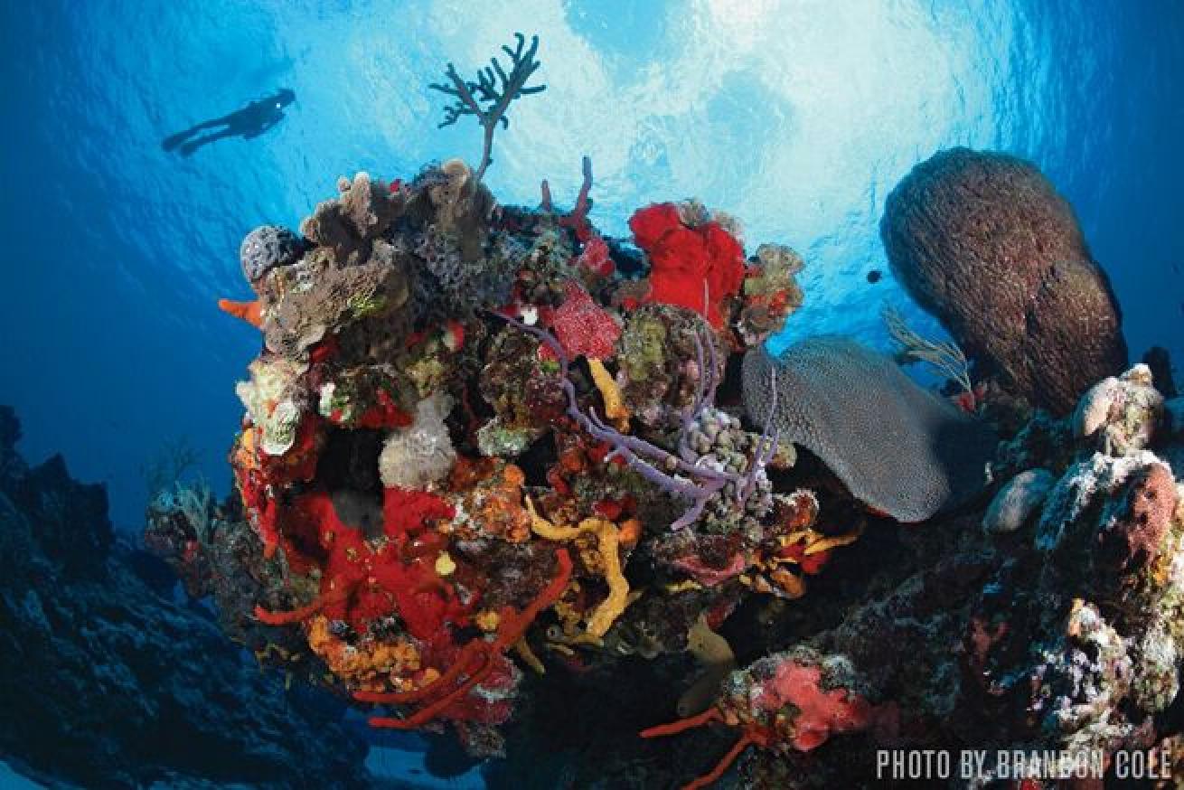 Cozumel's healthy reefs tempt divers to make multiple trips.