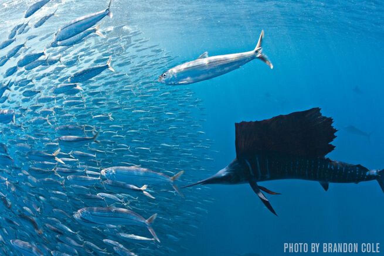 Atlantic sailfish feed on Spanish sardines.