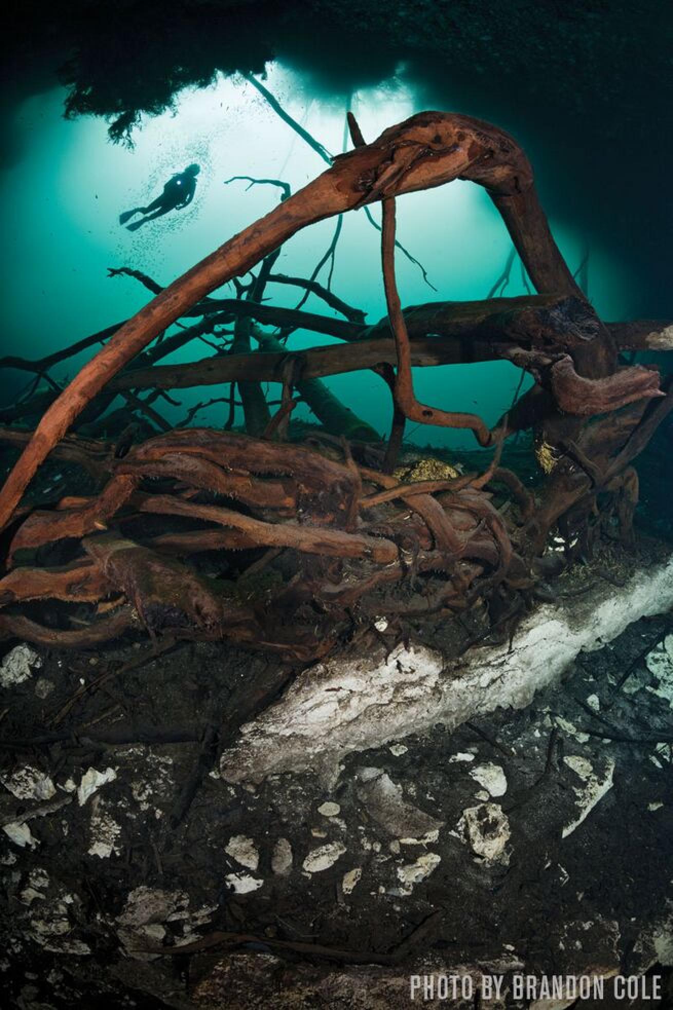 A diver hovers above twisted tree roots in a cenote.