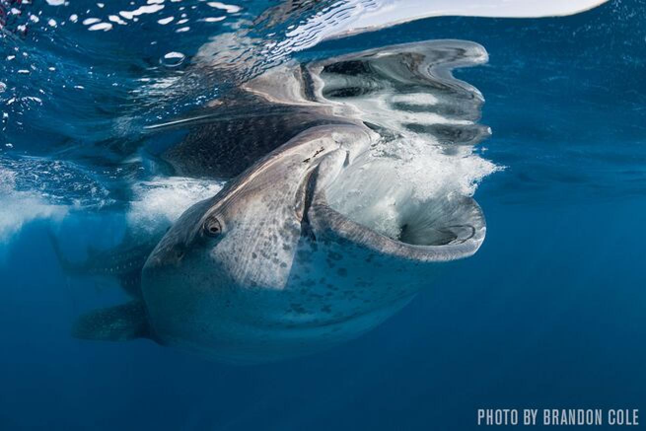 A whale shark inhales a meal of fish eggs.