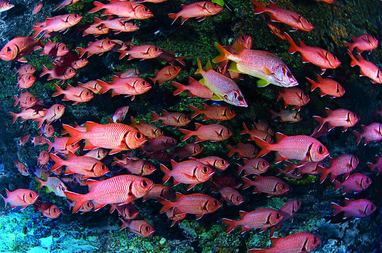 A coral ledge affords protection to big-scale soldierfish