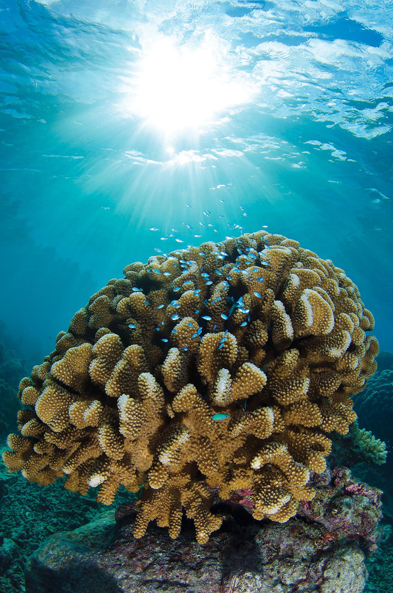 Blue chromis over an acropora