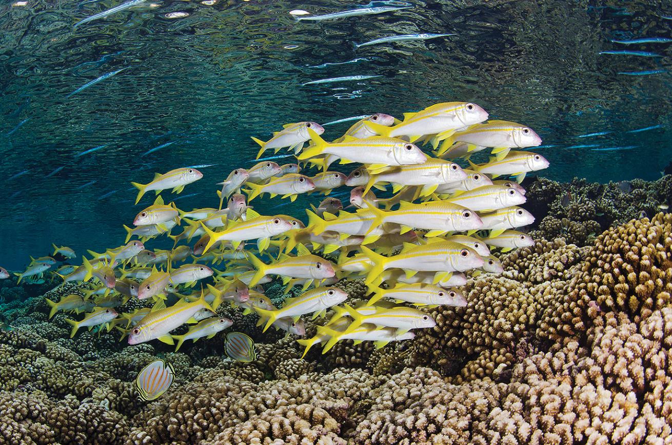 Schooling goatfish off Motu Tetamanu
