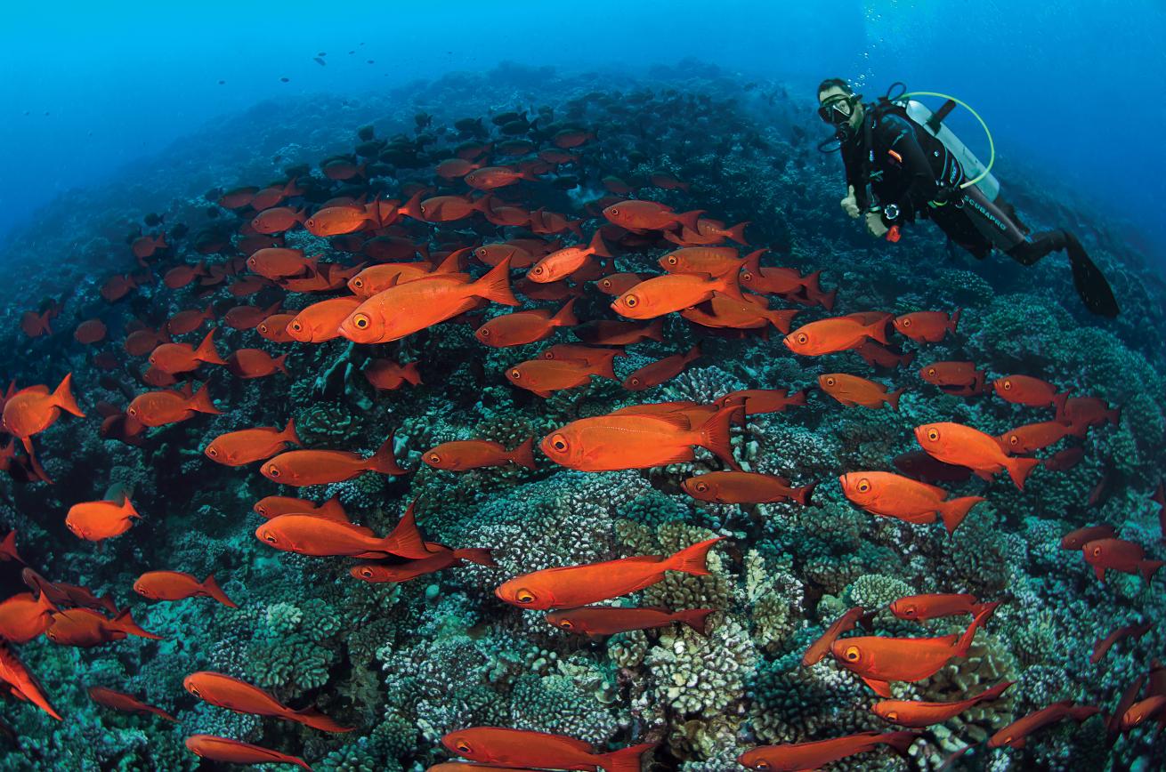 Crescent-tail bigeye