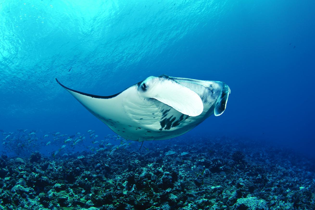 Manta ray off Toau