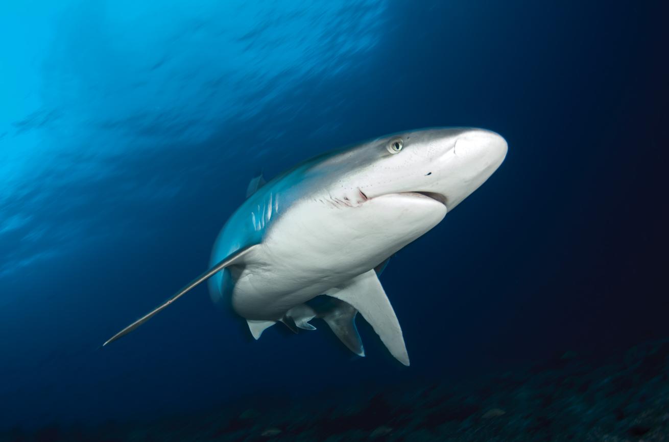 Silvertip shark at Avatoru Pass