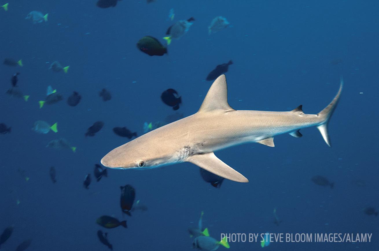 scuba diving sharks Galapagos