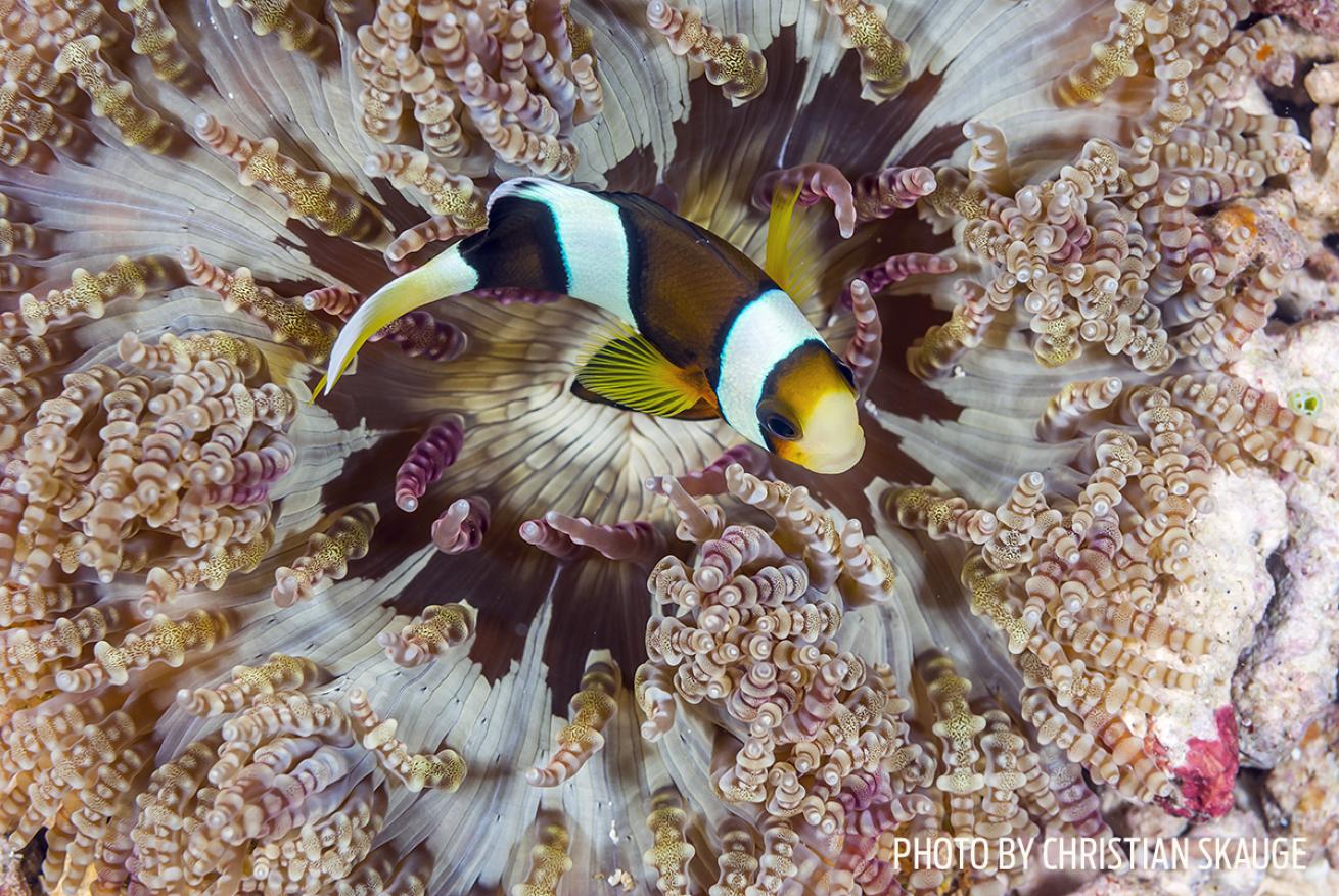 anemonefish coral photo