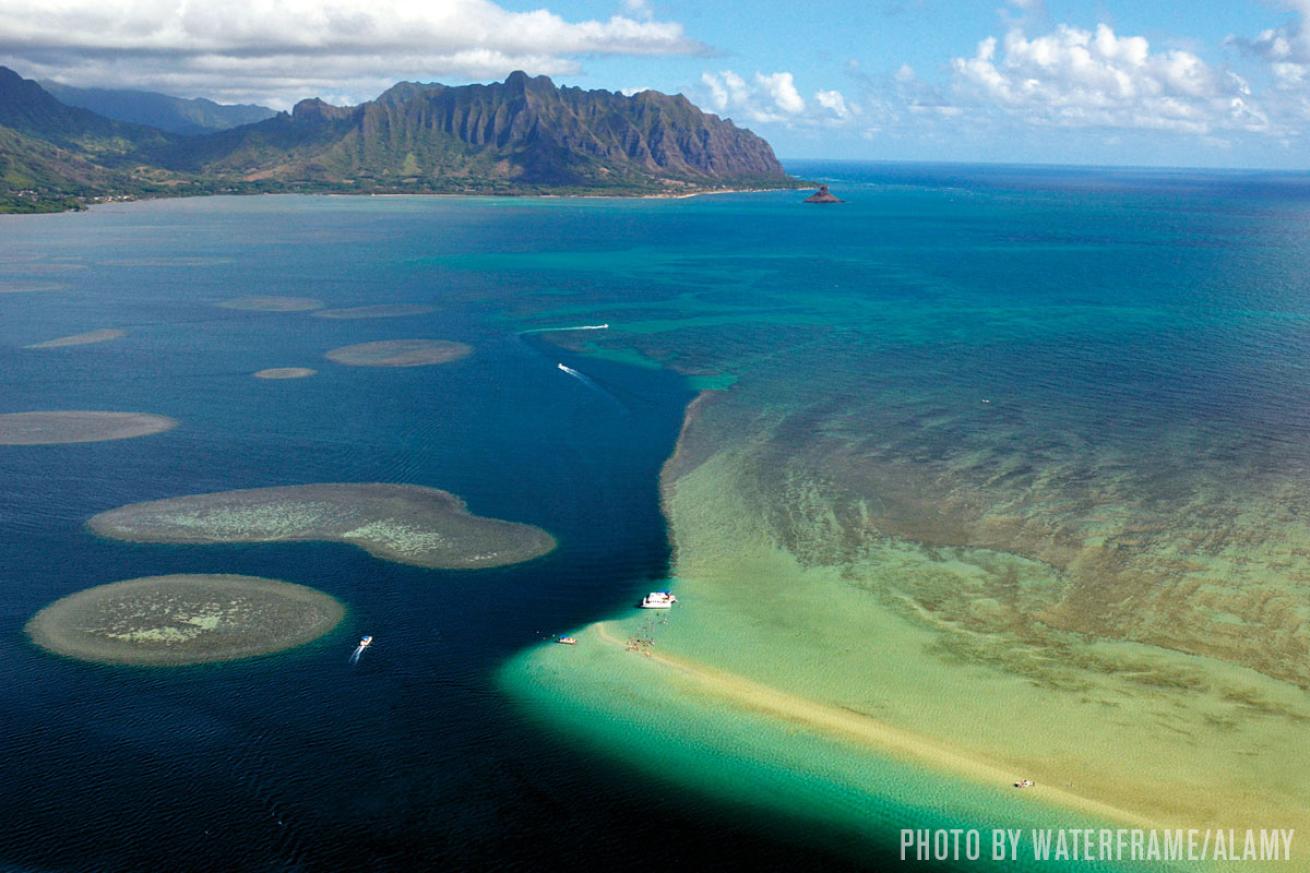 coral reef restoration project