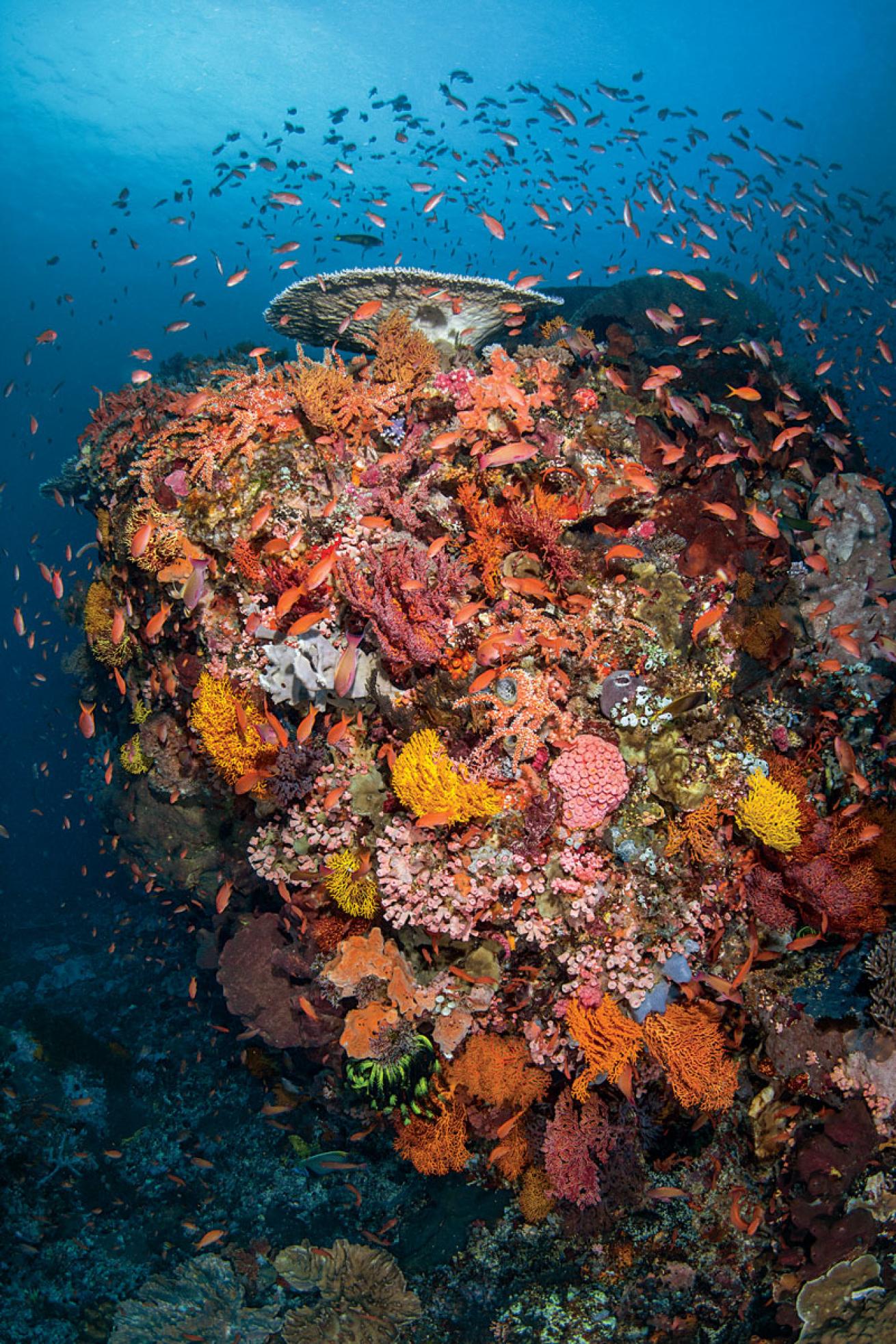 Scuba Diving Watu Balu Indonesia