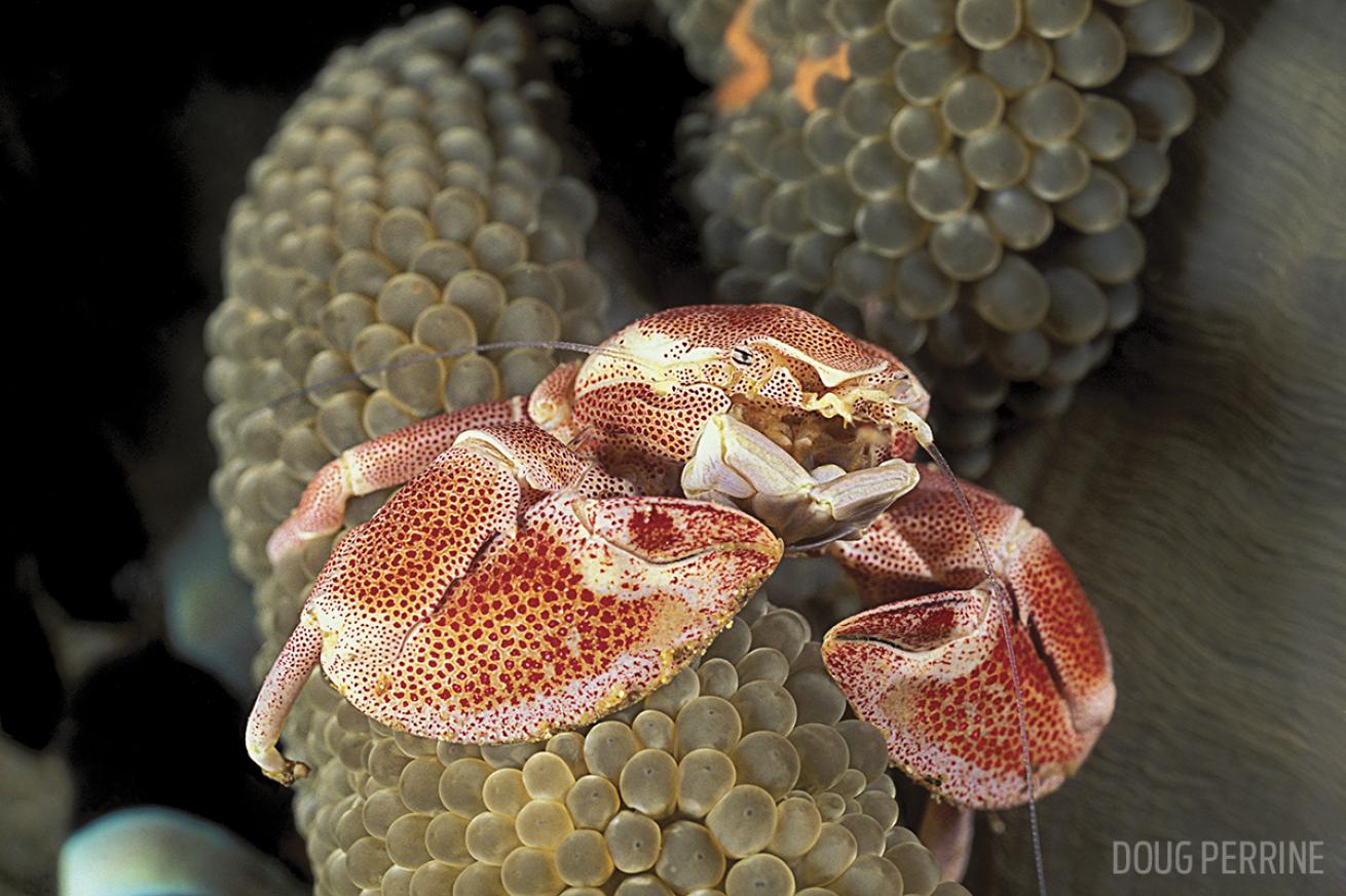 porcelain crab anemone Garove Island