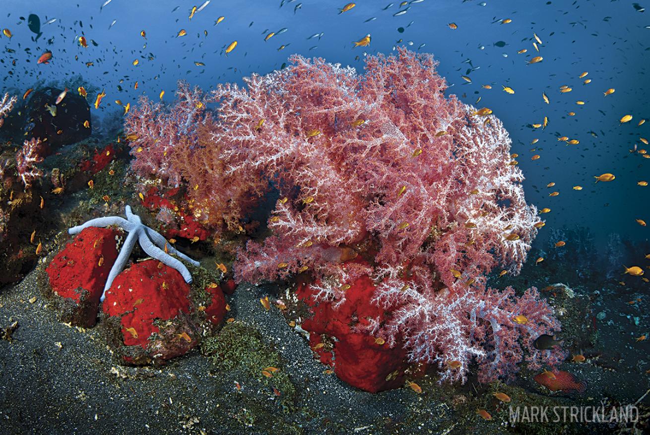 Dark volcanic substrate reef Barren Island