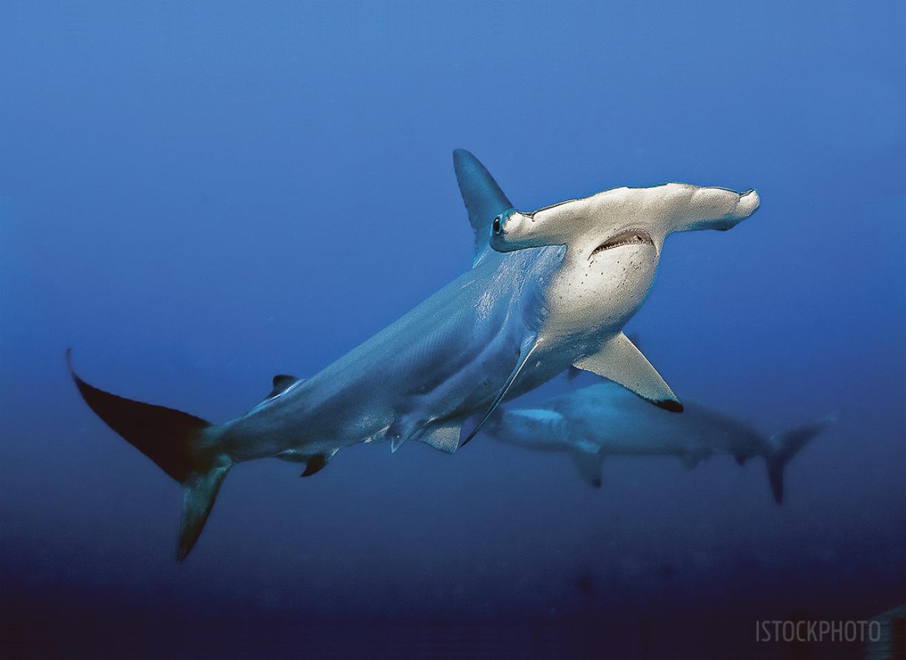 Hammerhead Galapagos