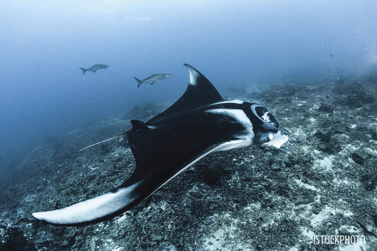 Manta Galapagos Liveaboard