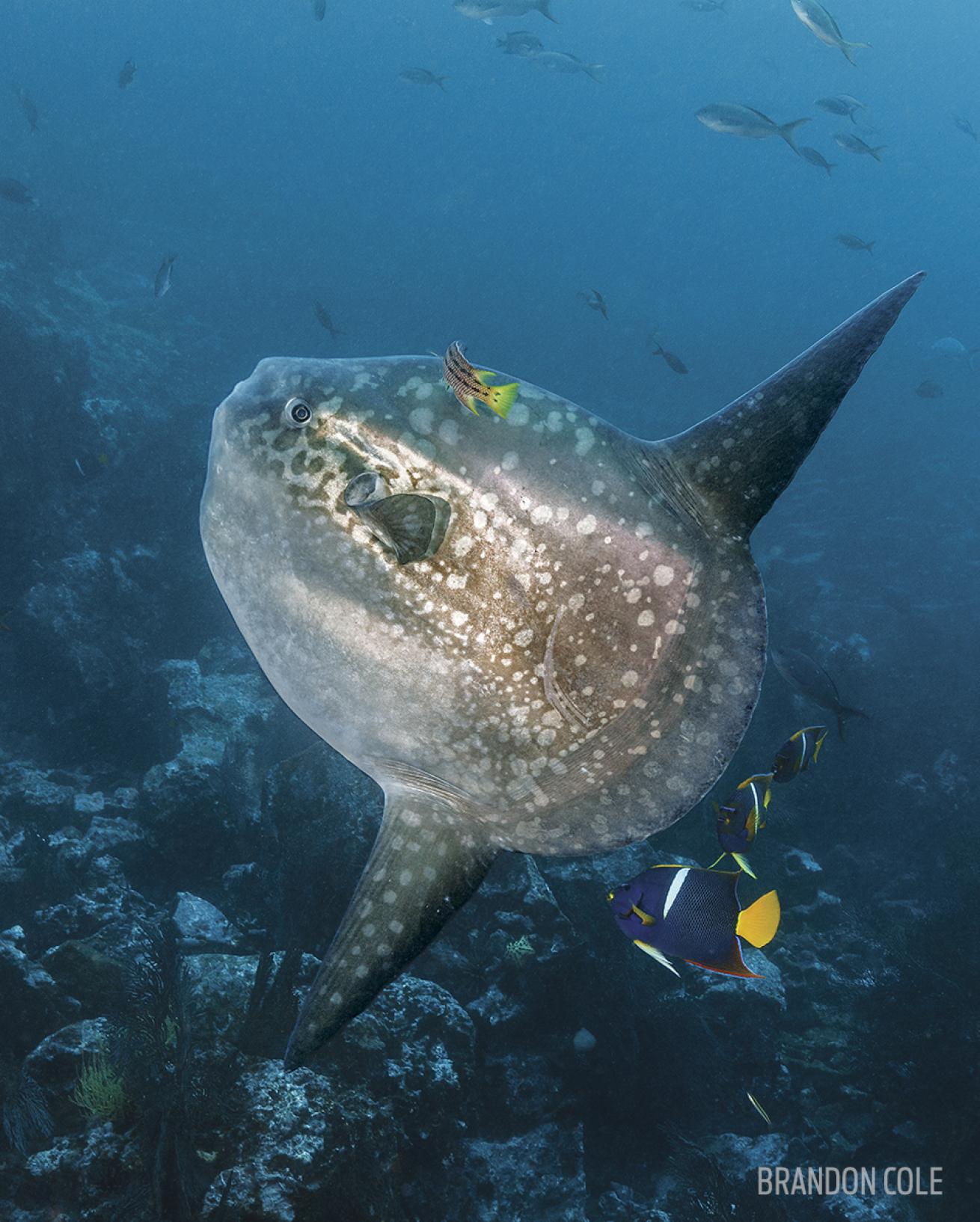 Mola Mola Galapagos