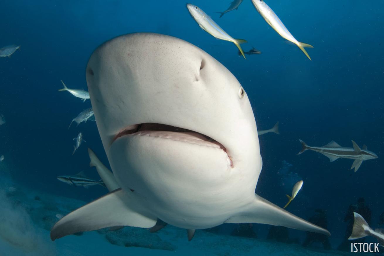 scuba diving with bull sharks in mexico