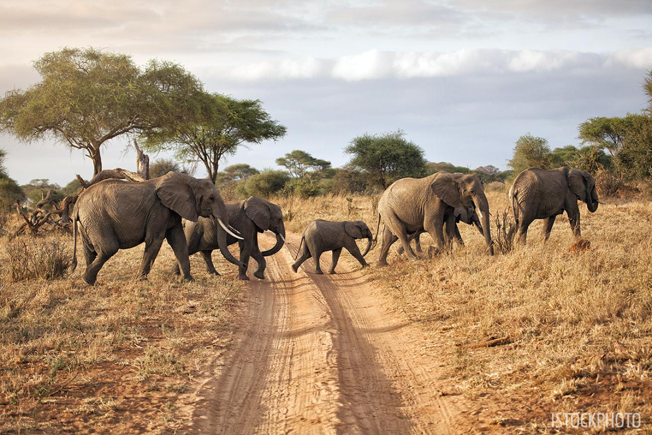 big five safari africa