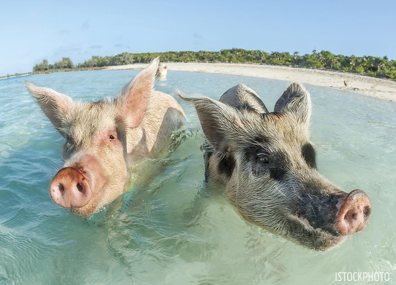 swimming pigs bahamas