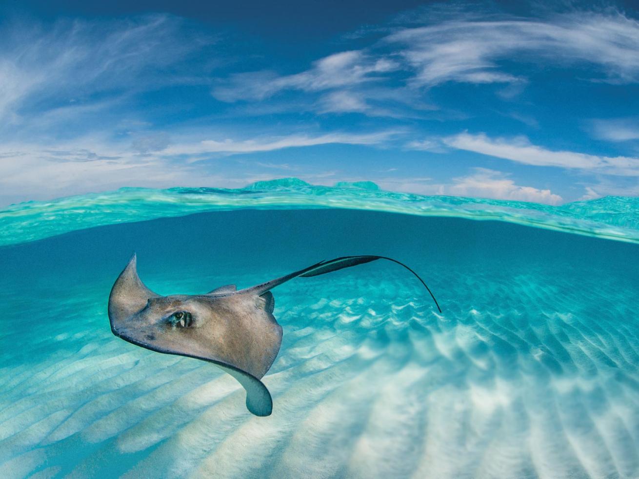 Stingray