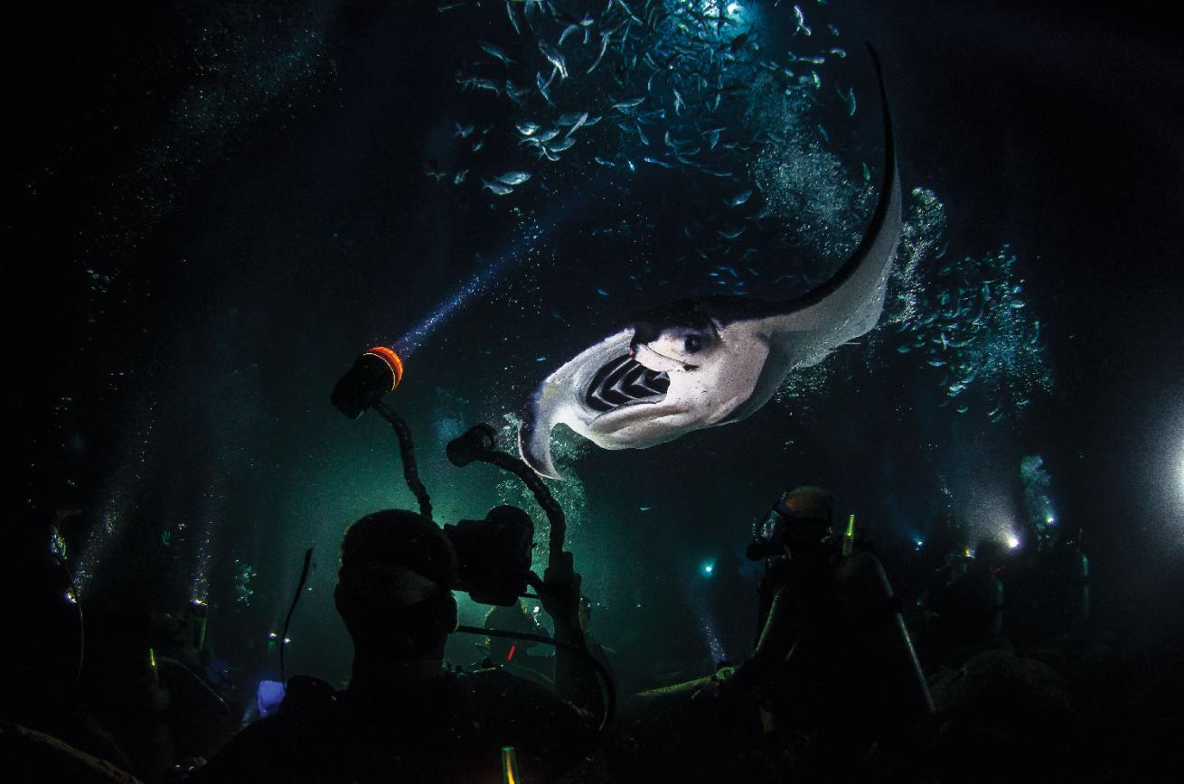 manta mania Kona, Hawaii