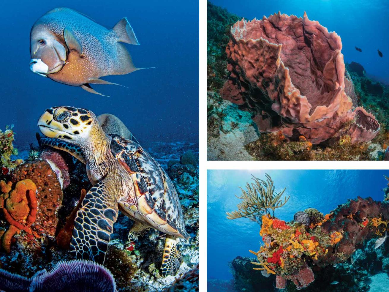 Cozumel